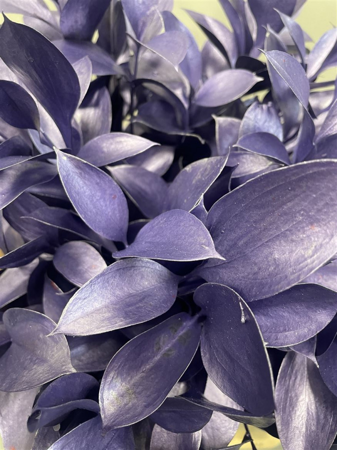 Ruscus P.Metallic Purple