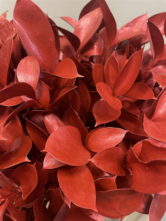 Ruscus P.Metallic Red