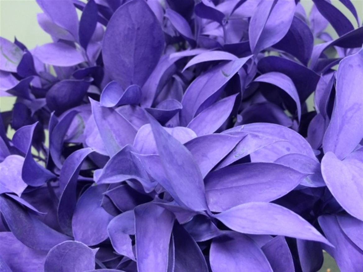 Ruscus P.Milka