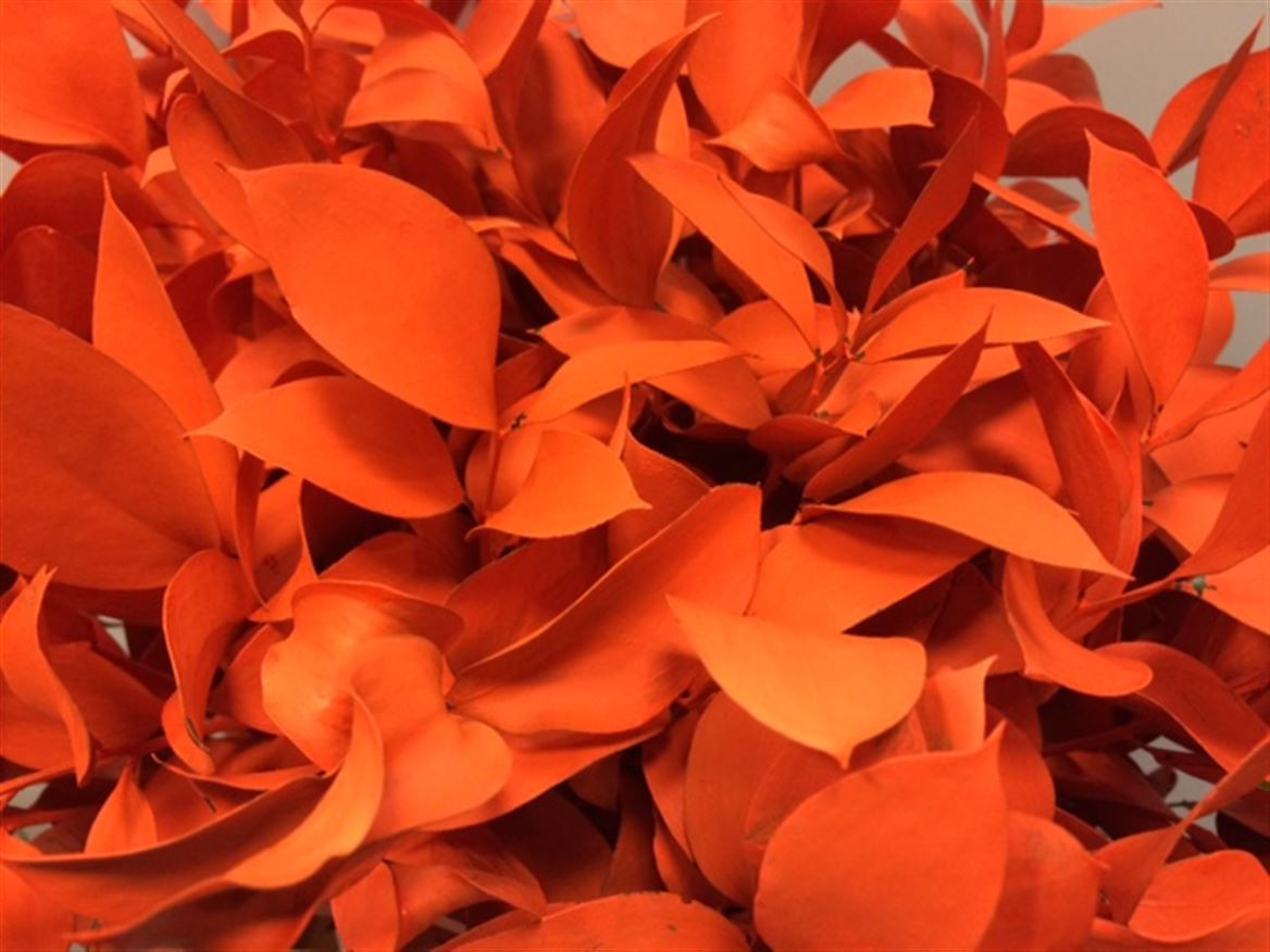 Ruscus P.Orange