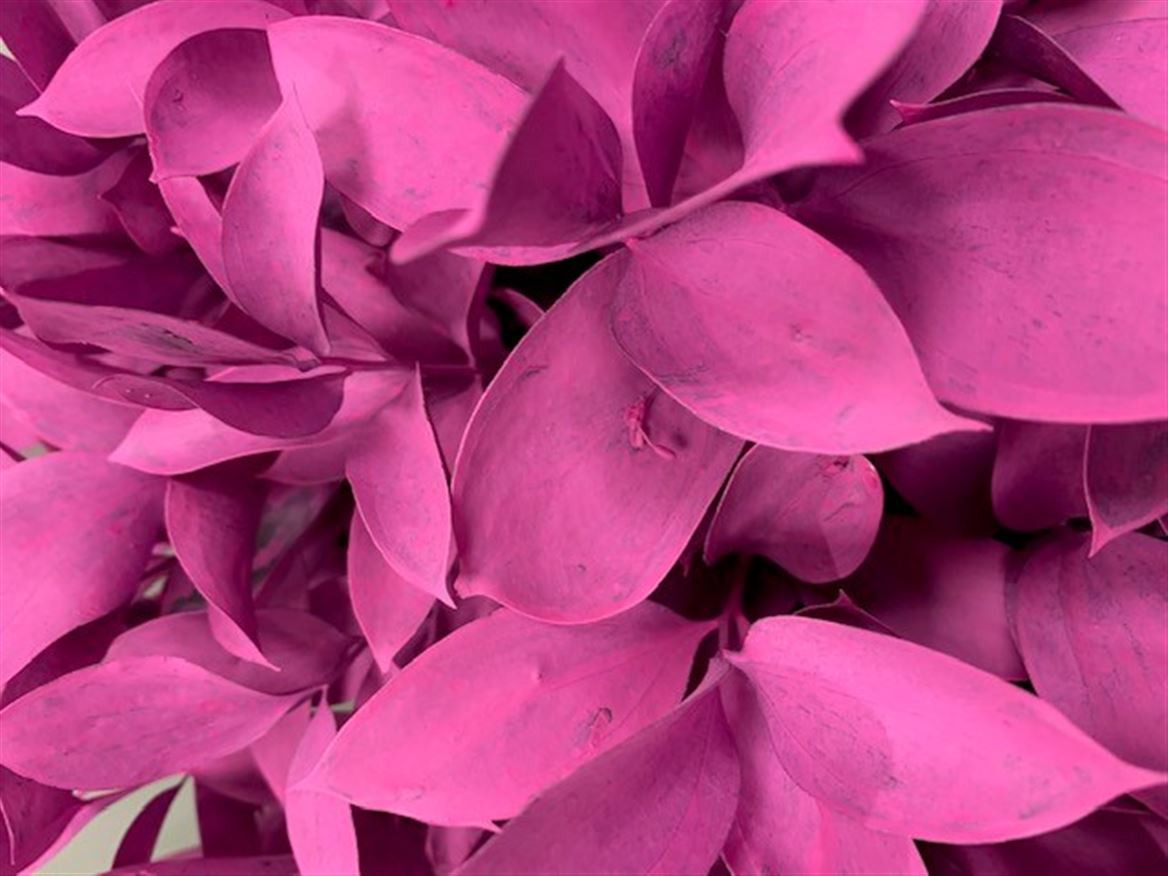 Ruscus P.Cerise