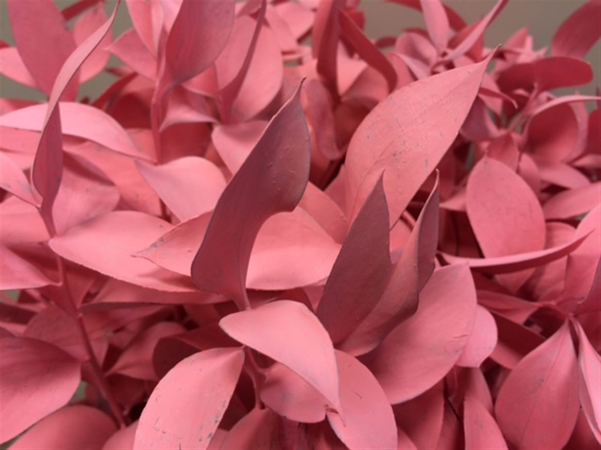 Ruscus P.Pink