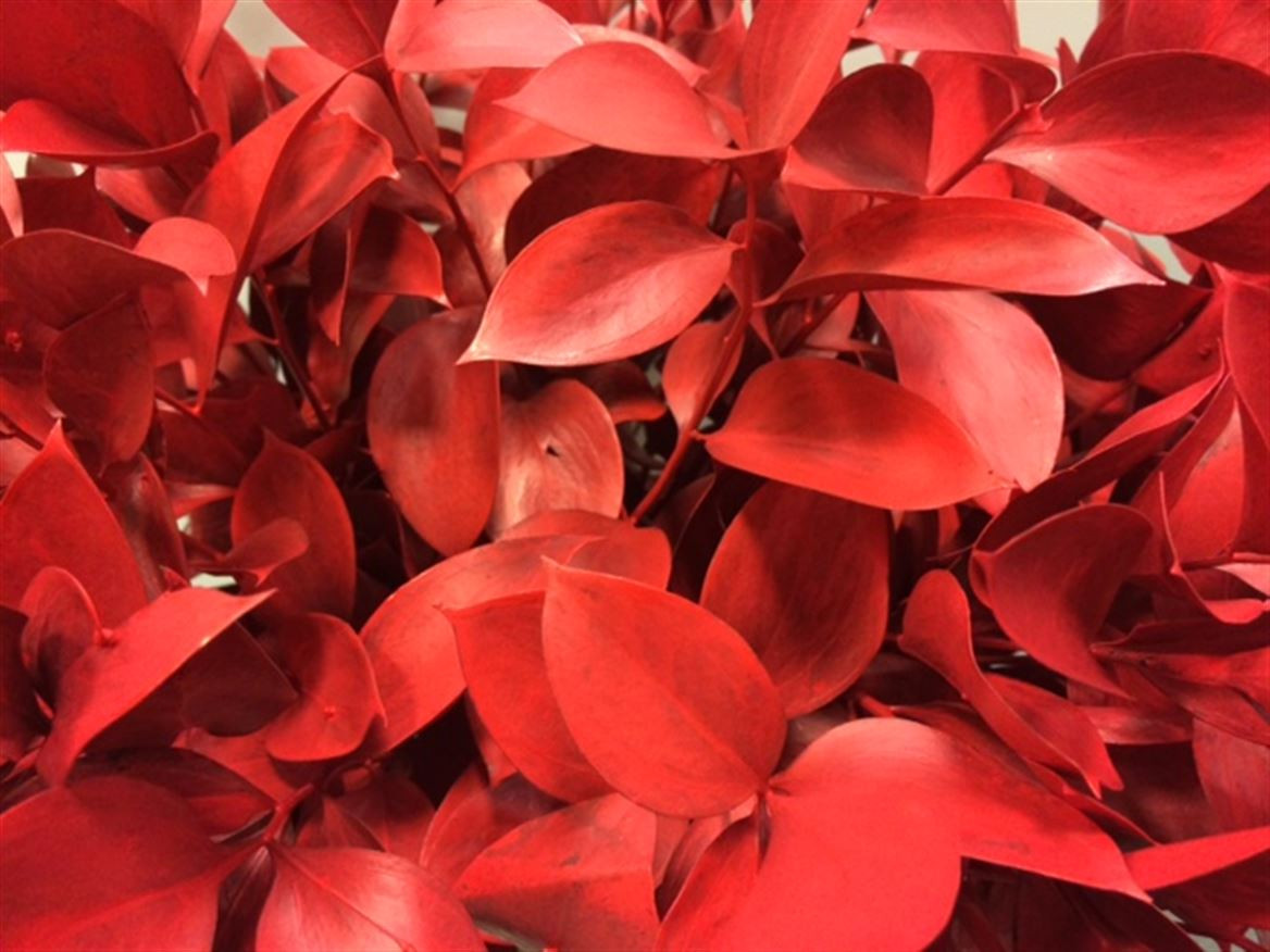 Ruscus P.Red