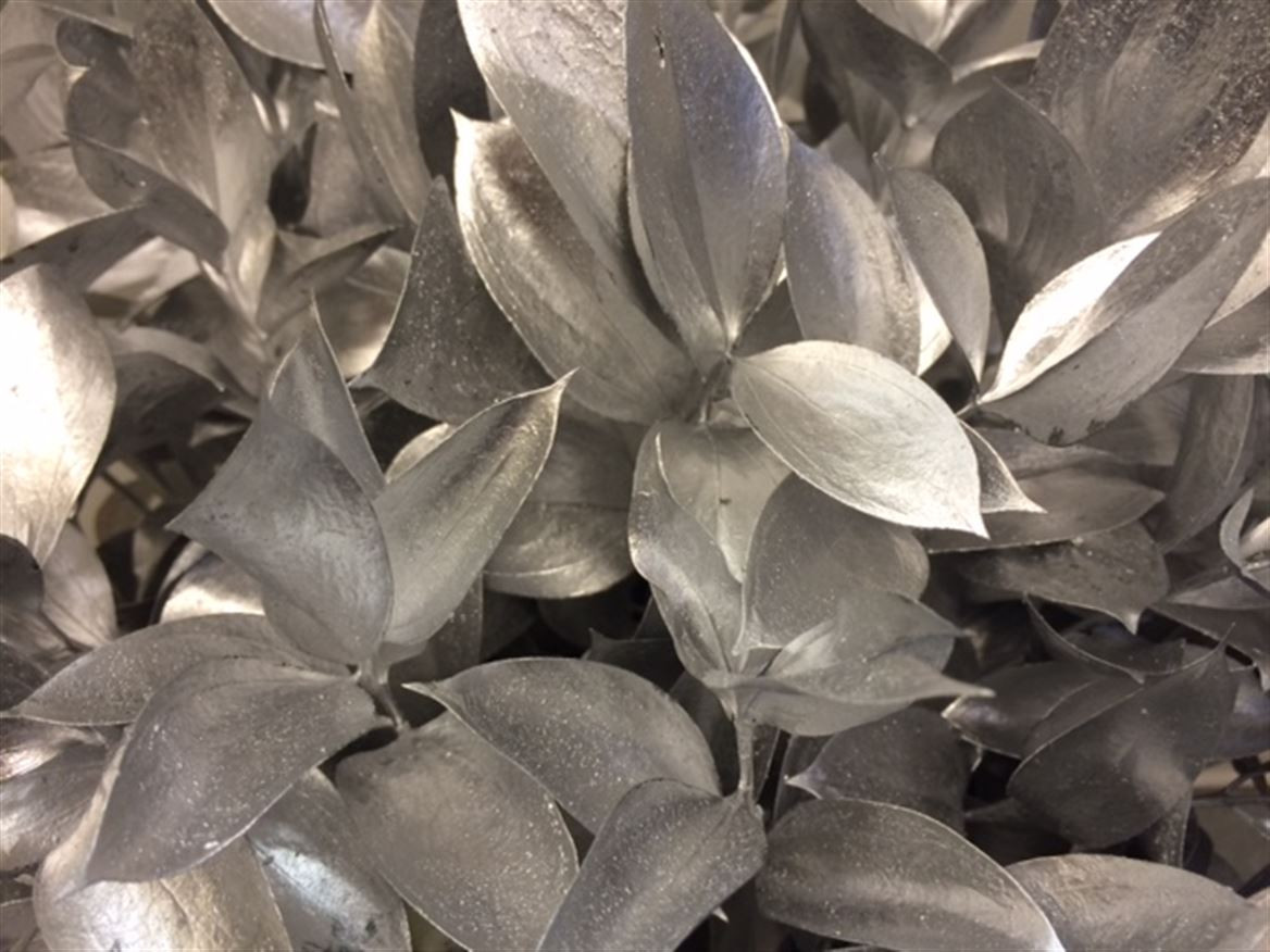 Ruscus P.Silver