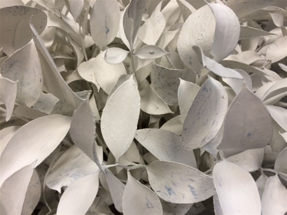 Ruscus P.White