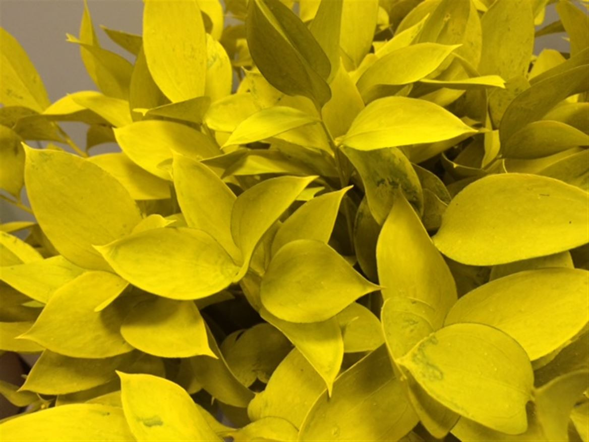 Ruscus P.Yellow