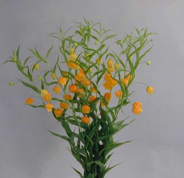 Sandersonia Aurantiaca