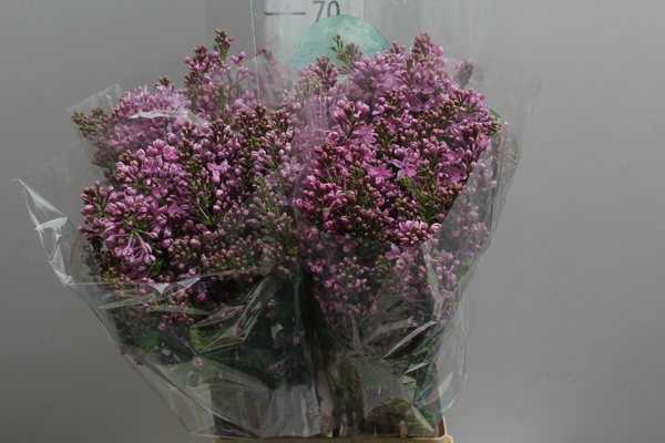 Syringa Dark koster 4+