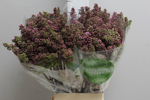 Syringa Dark Koster 2+