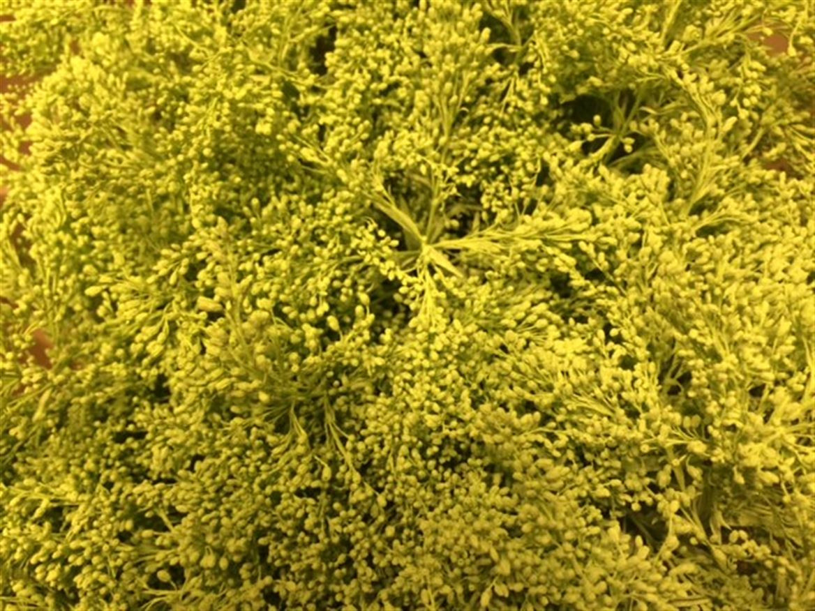 Solidago Paint Yellow