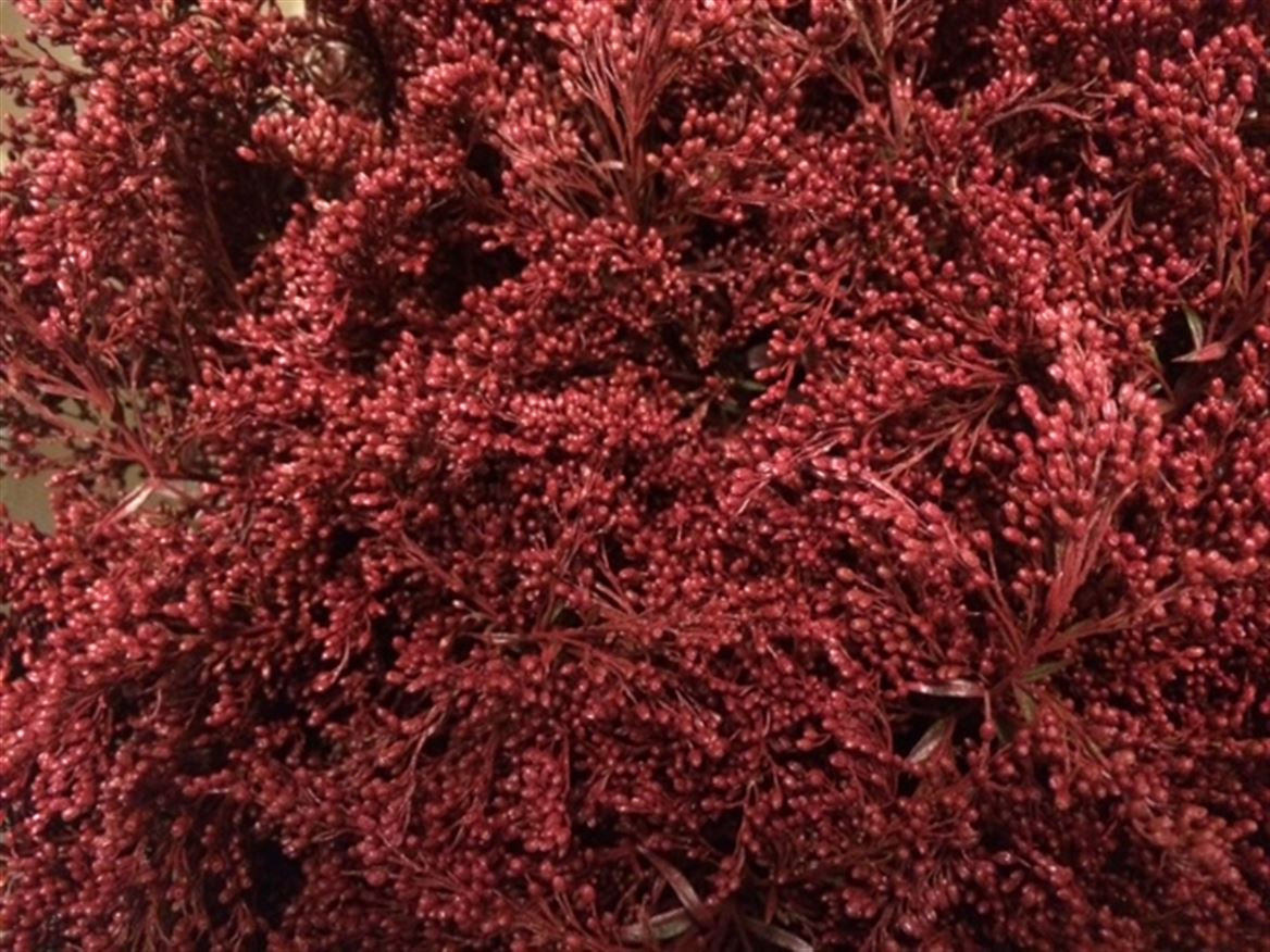 Solidago Paint Bordeaux