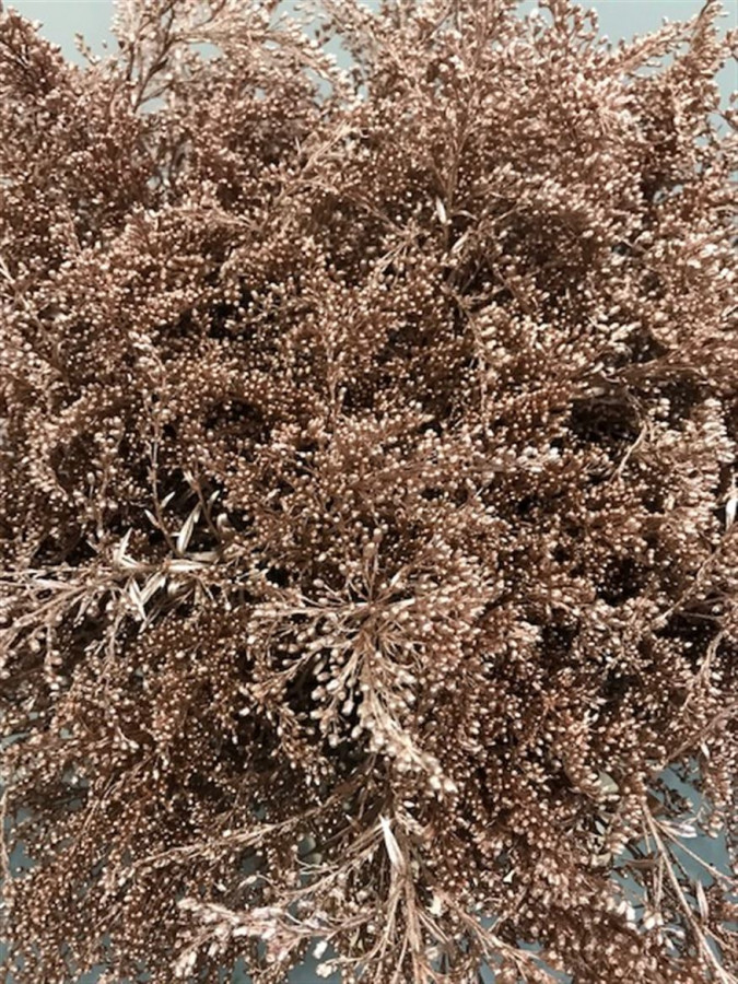 Solidago Paint Champange