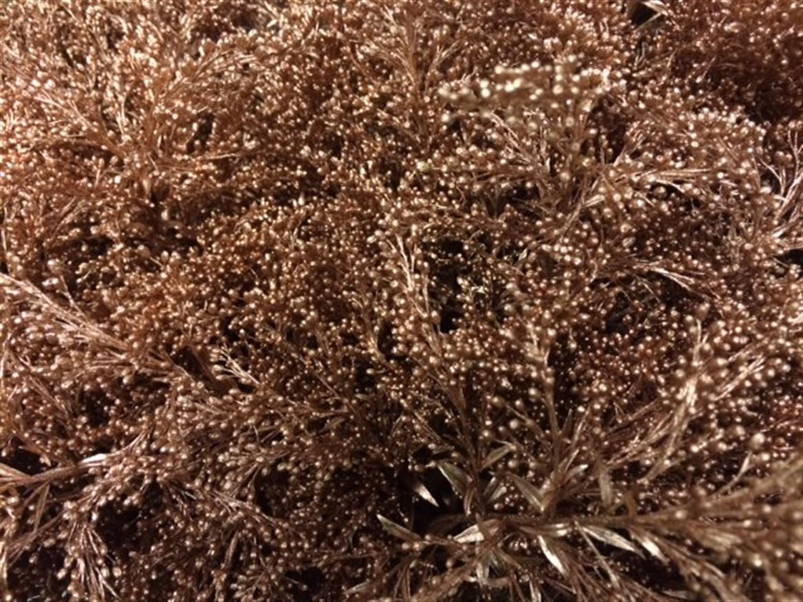 Solidago Paint Coper