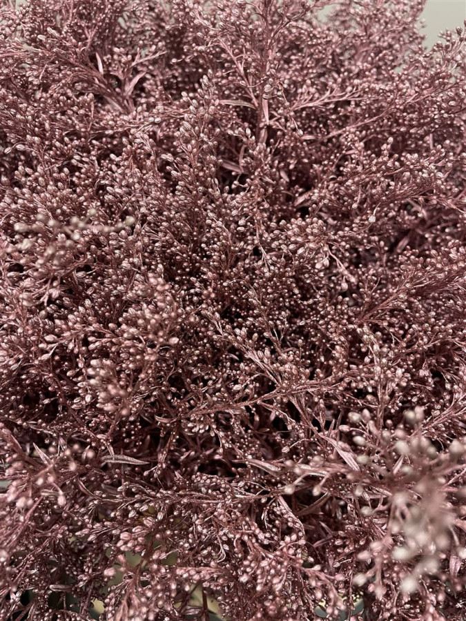 Solidago Paint Metallic Pink