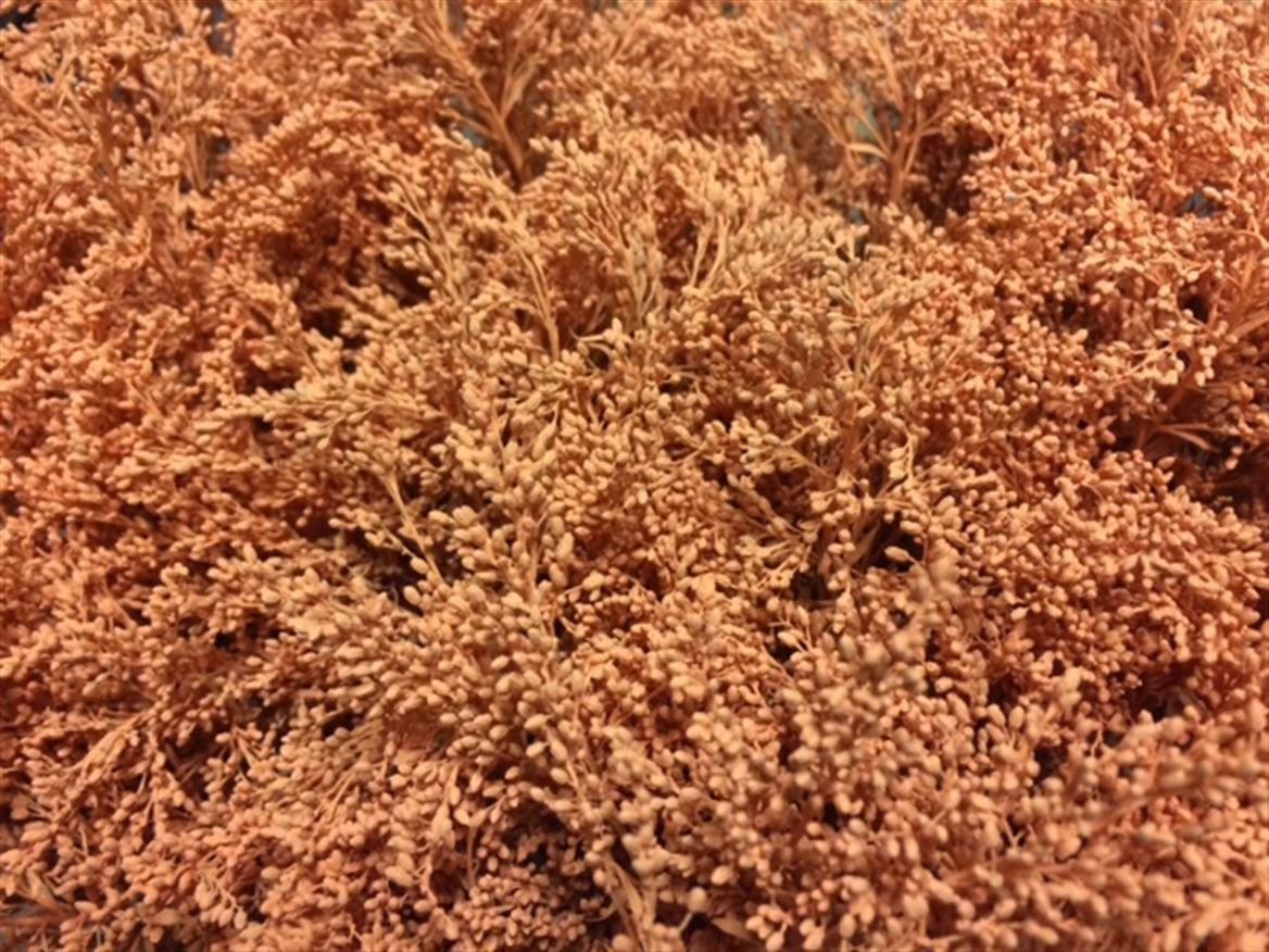 Solidago Paint Apricot