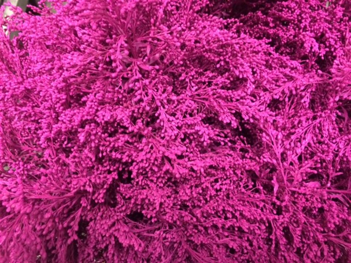 Solidago Paint Cerise