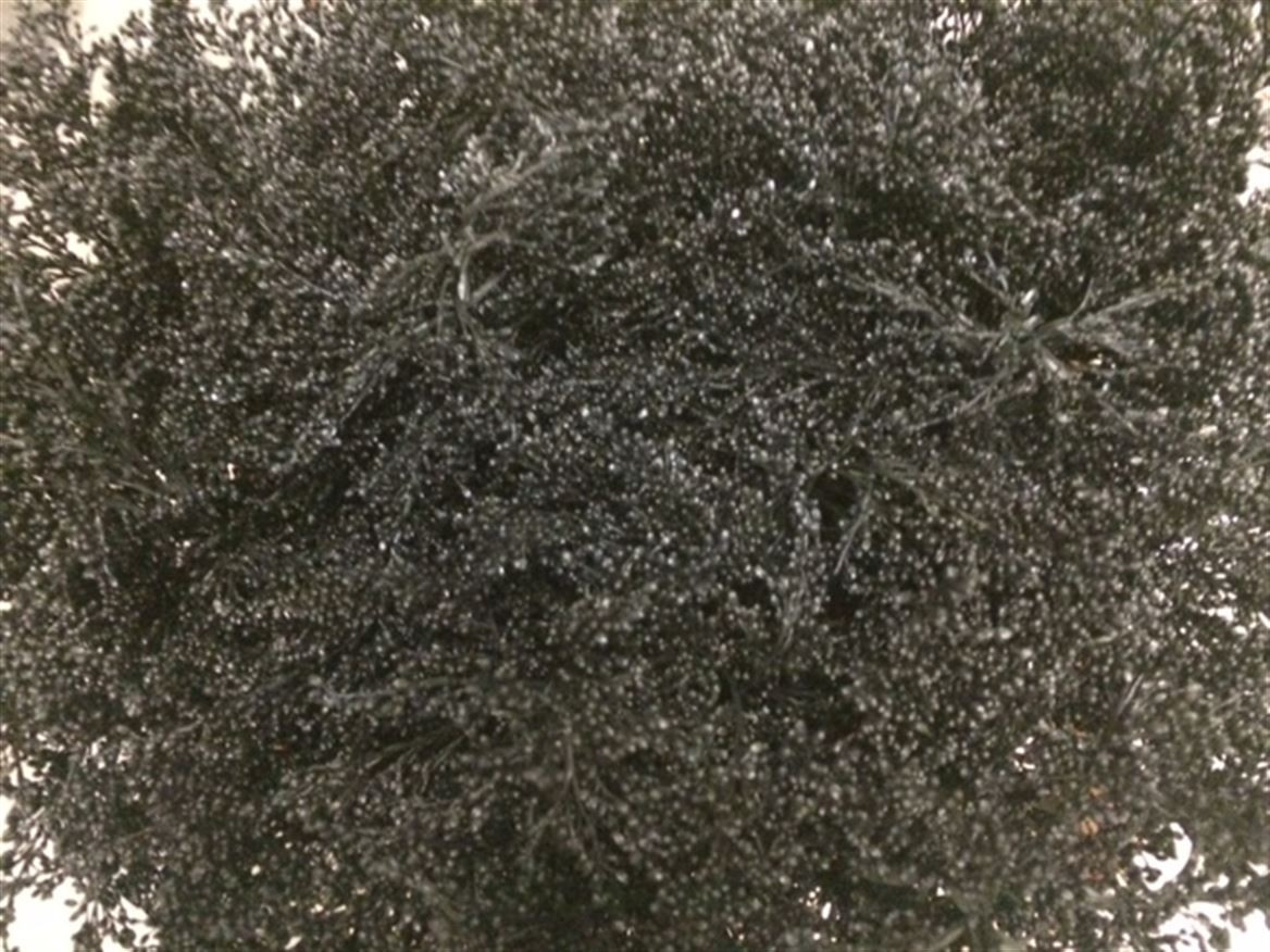 Solidago Paint Black