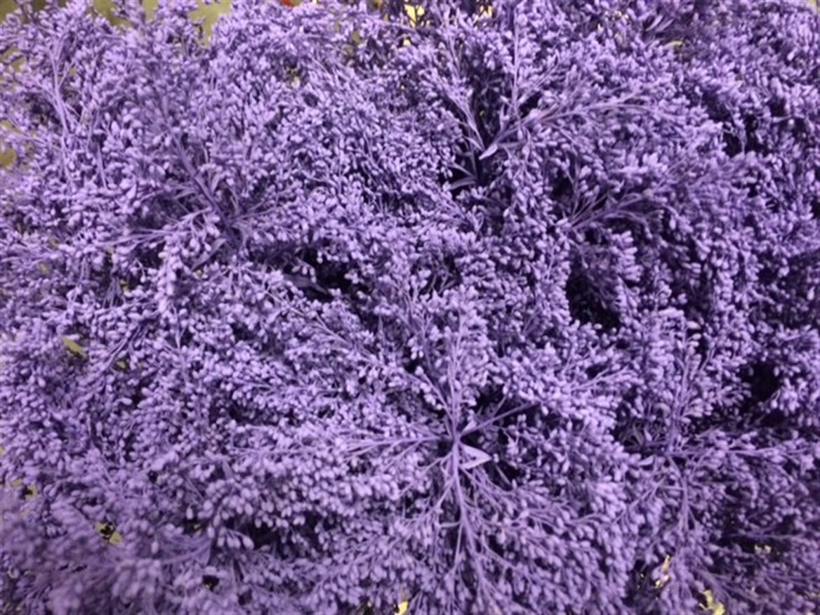 Solidago Paint Lila