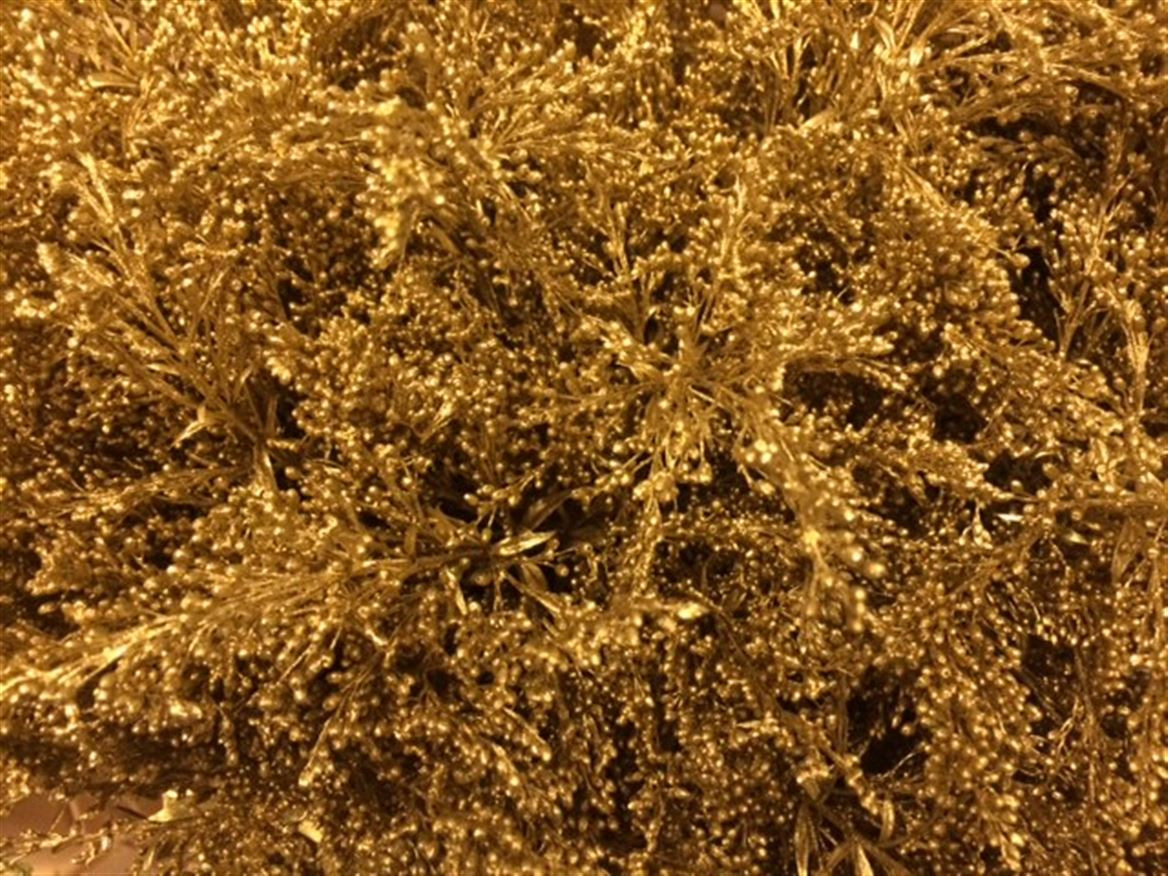 Solidago Paint Gold