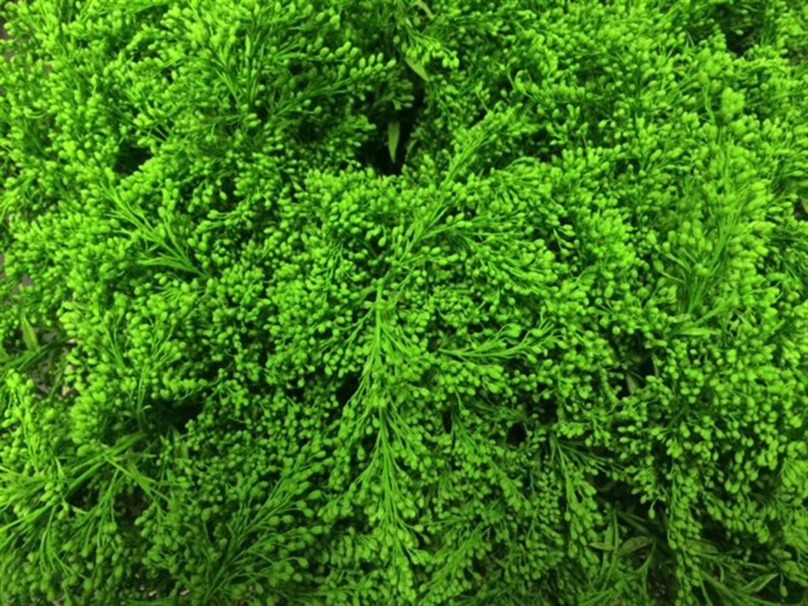 Solidago Paint Green