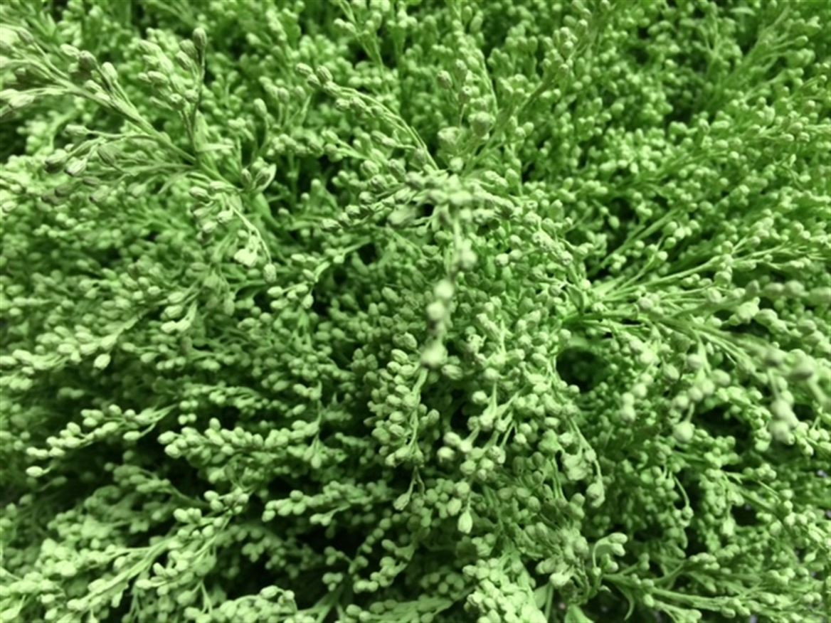 Solidago Paint Mint
