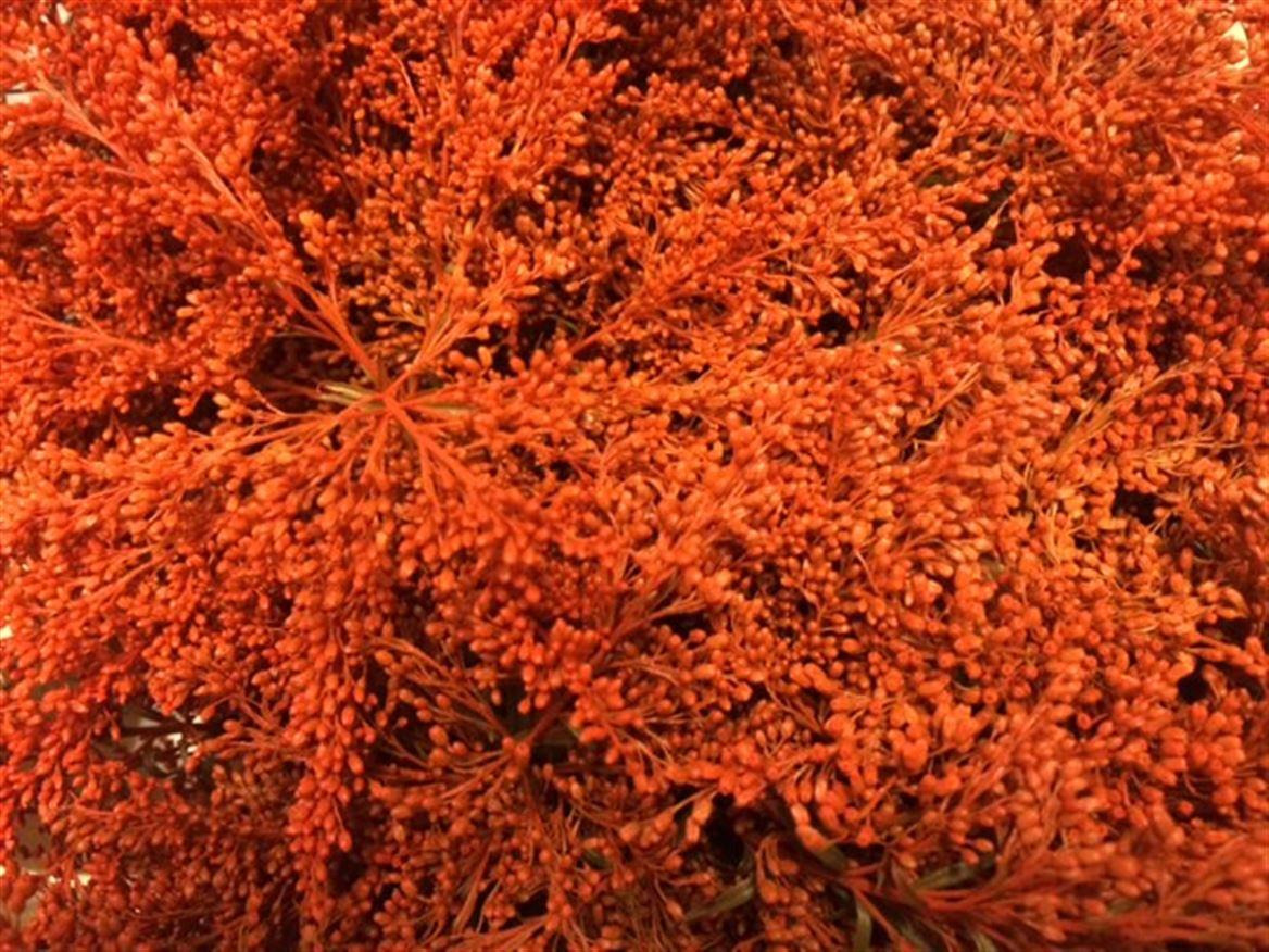 Solidago Paint Orange
