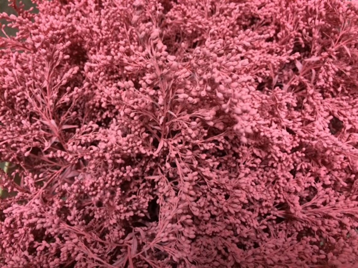 Solidago Paint Pink