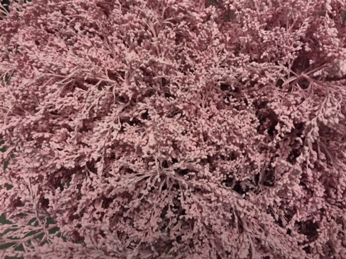 Solidago Paint Pink Pale