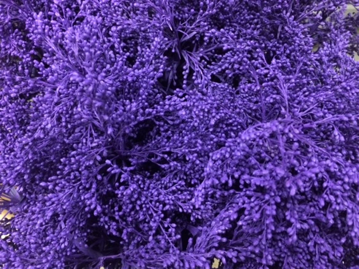 Solidago Paint Purple