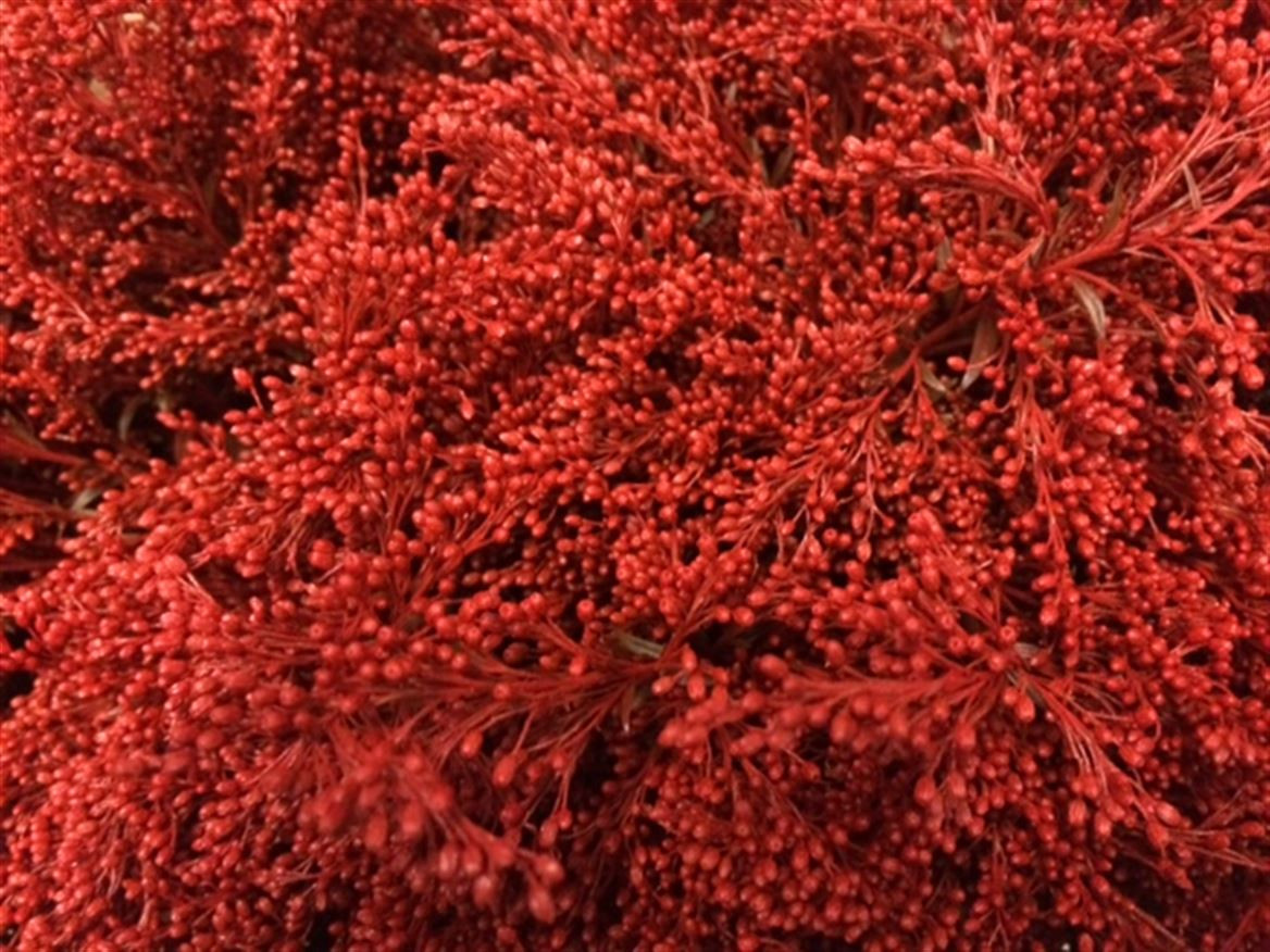 Solidago Paint Red