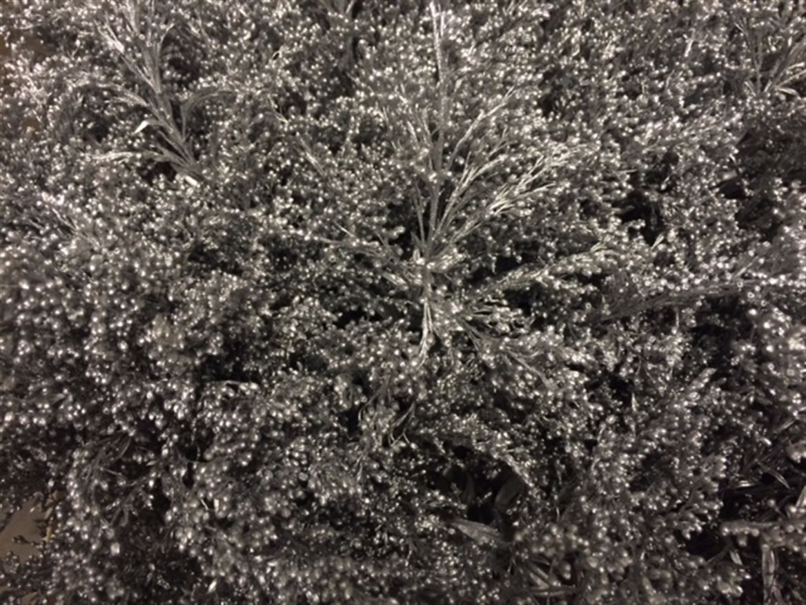 Solidago Paint Silver