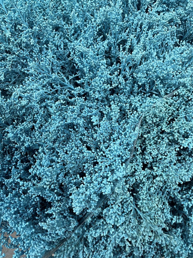 Solidago Paint Sky Blue
