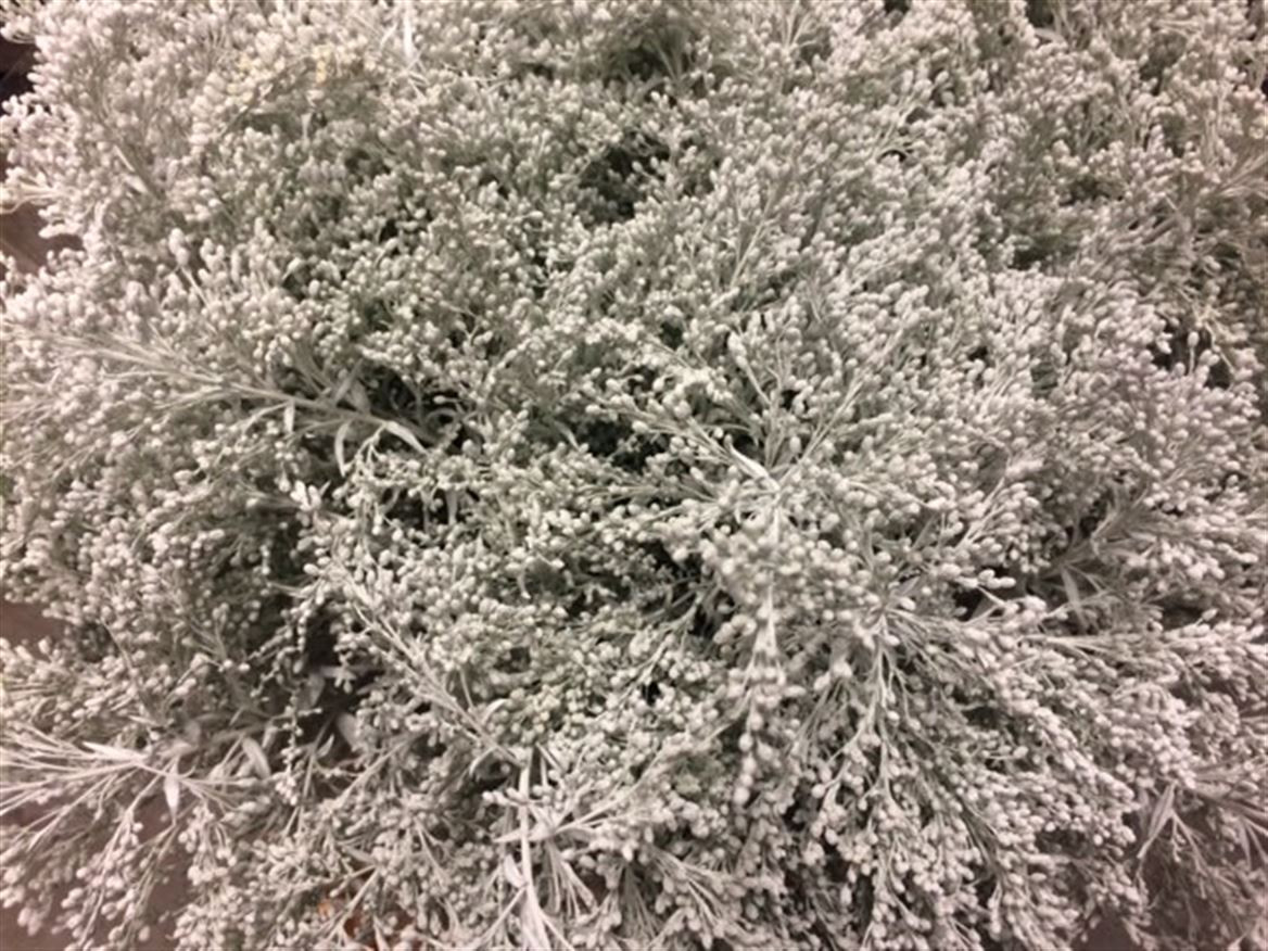 Solidago Paint White