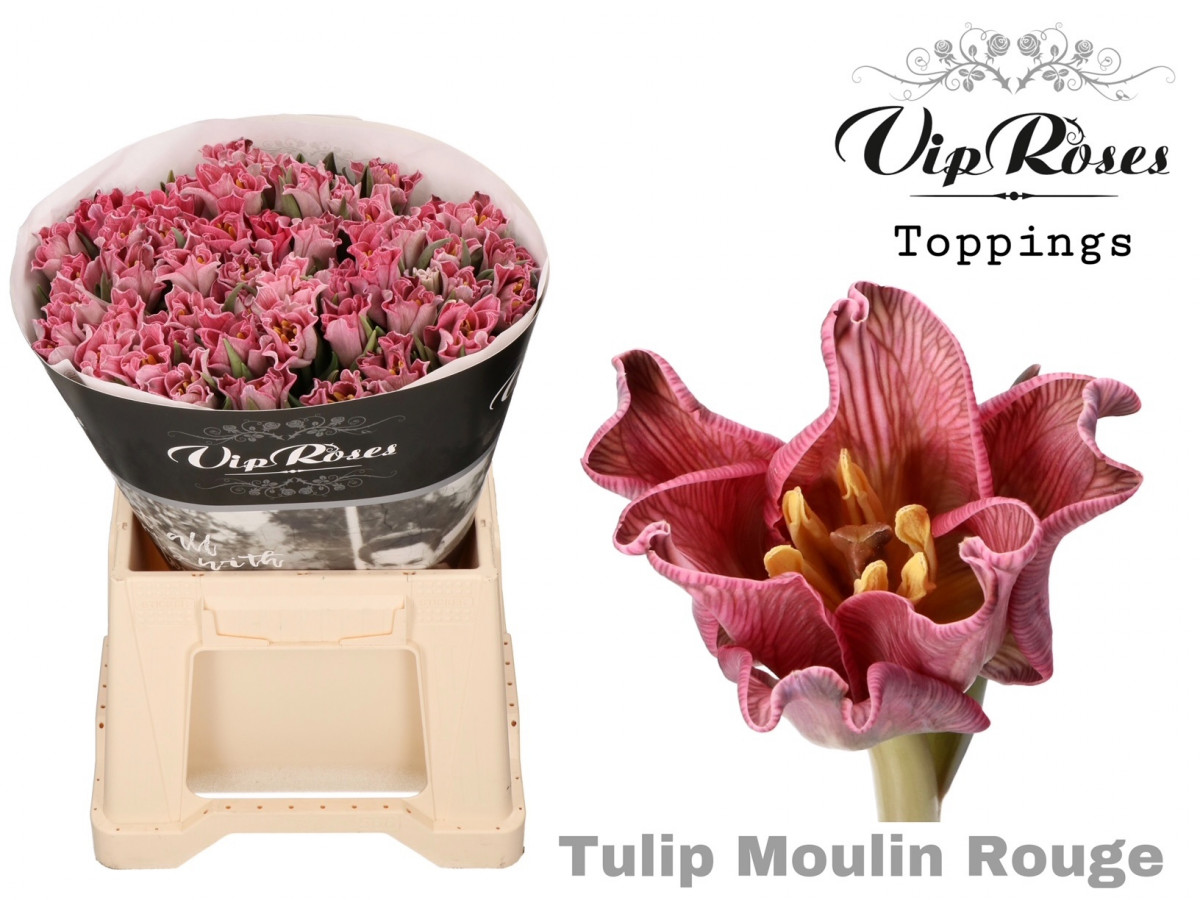 Tulpa en Coronet Moulin Rouge V.I.P.