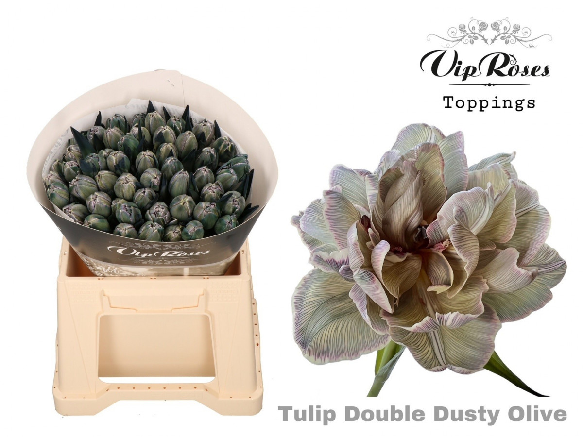 Tulp Du P.V.I.P. Dusty Olive