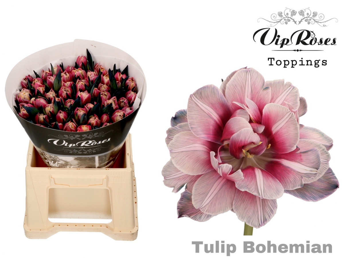 Tulp Du P.V.I.P. Bohemian