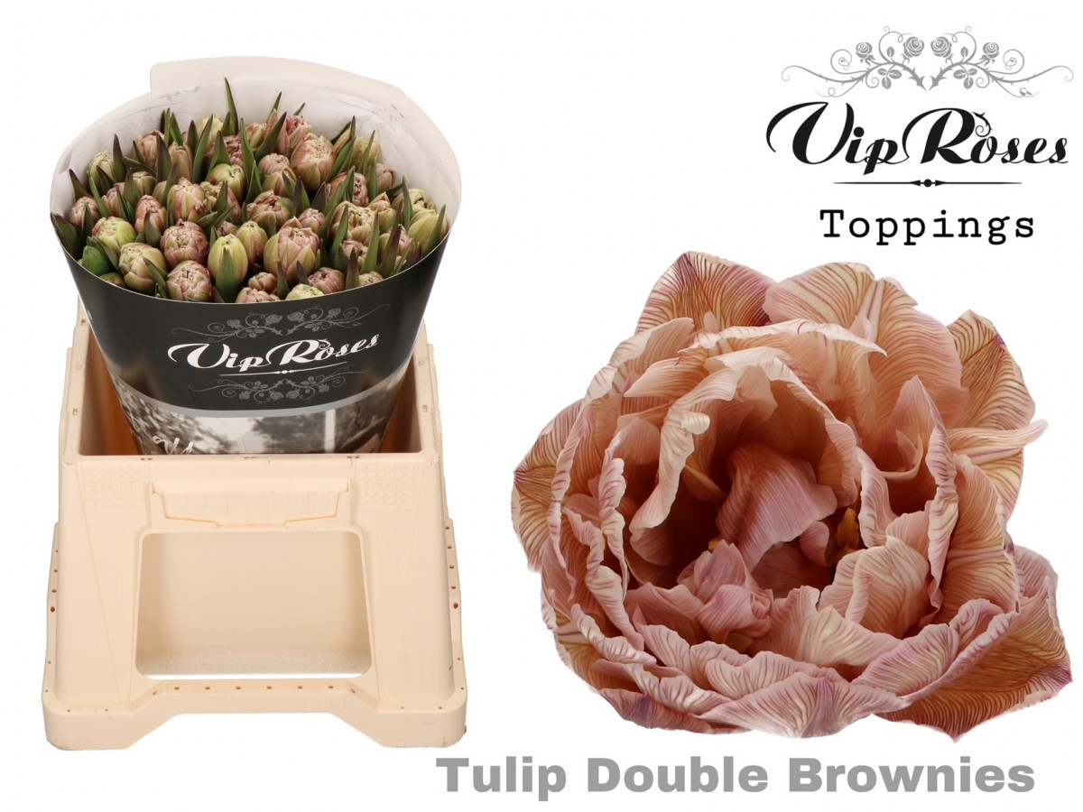 Tulp Du P.V.I.P. Brownies