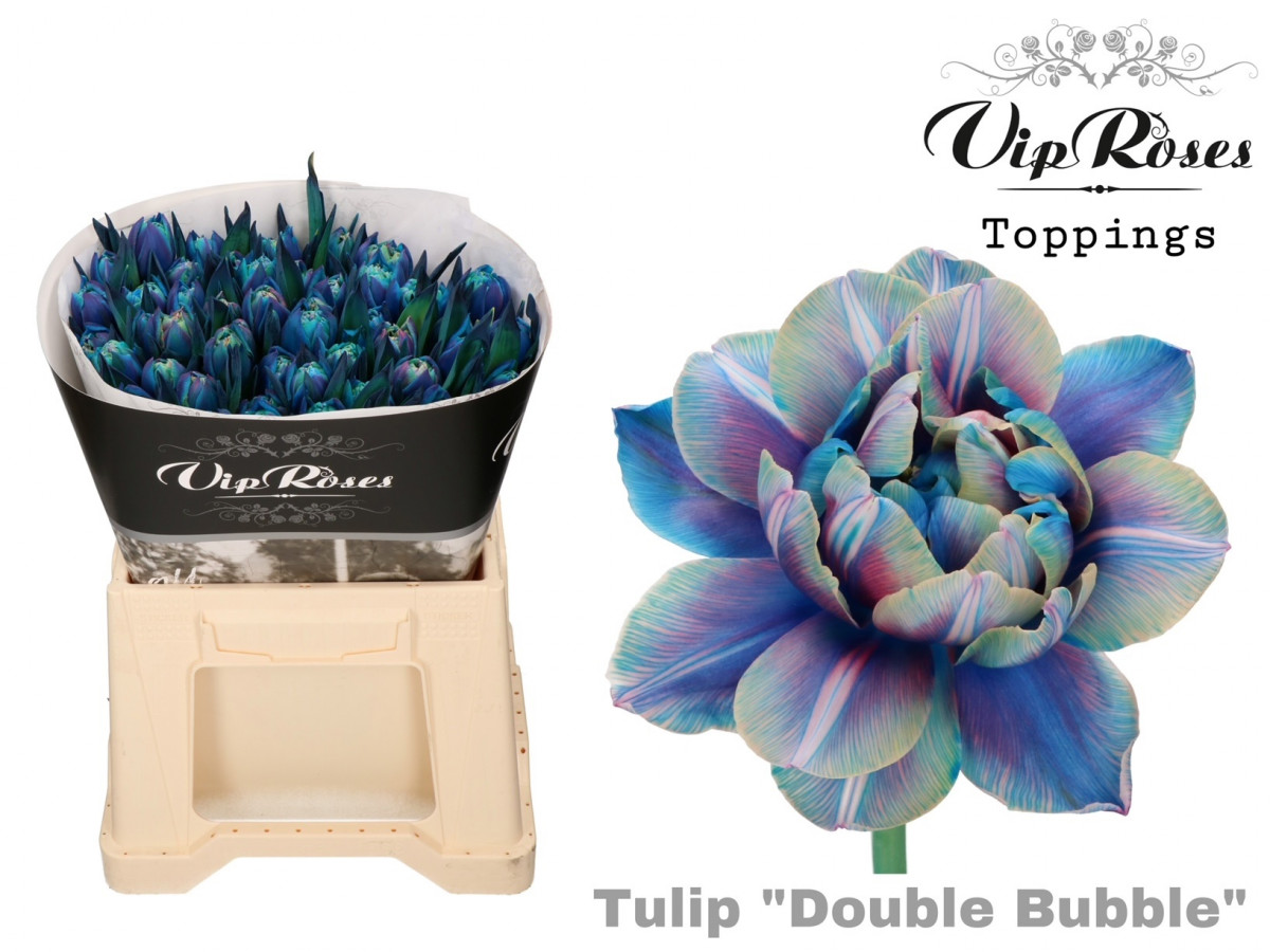 Tulp Du P.V.I.P. Bubble