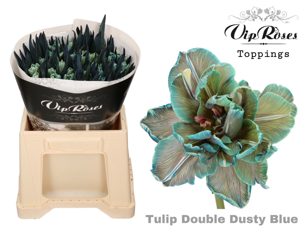 Tulp Du P.V.I.P. Dusty Blue