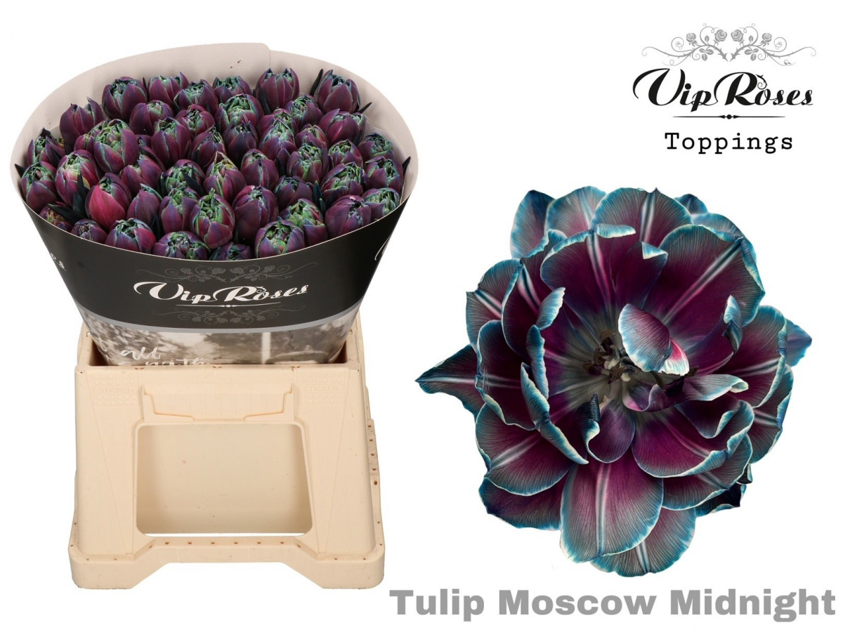 Tulp Du P.V.I.P. Moscow Midnight