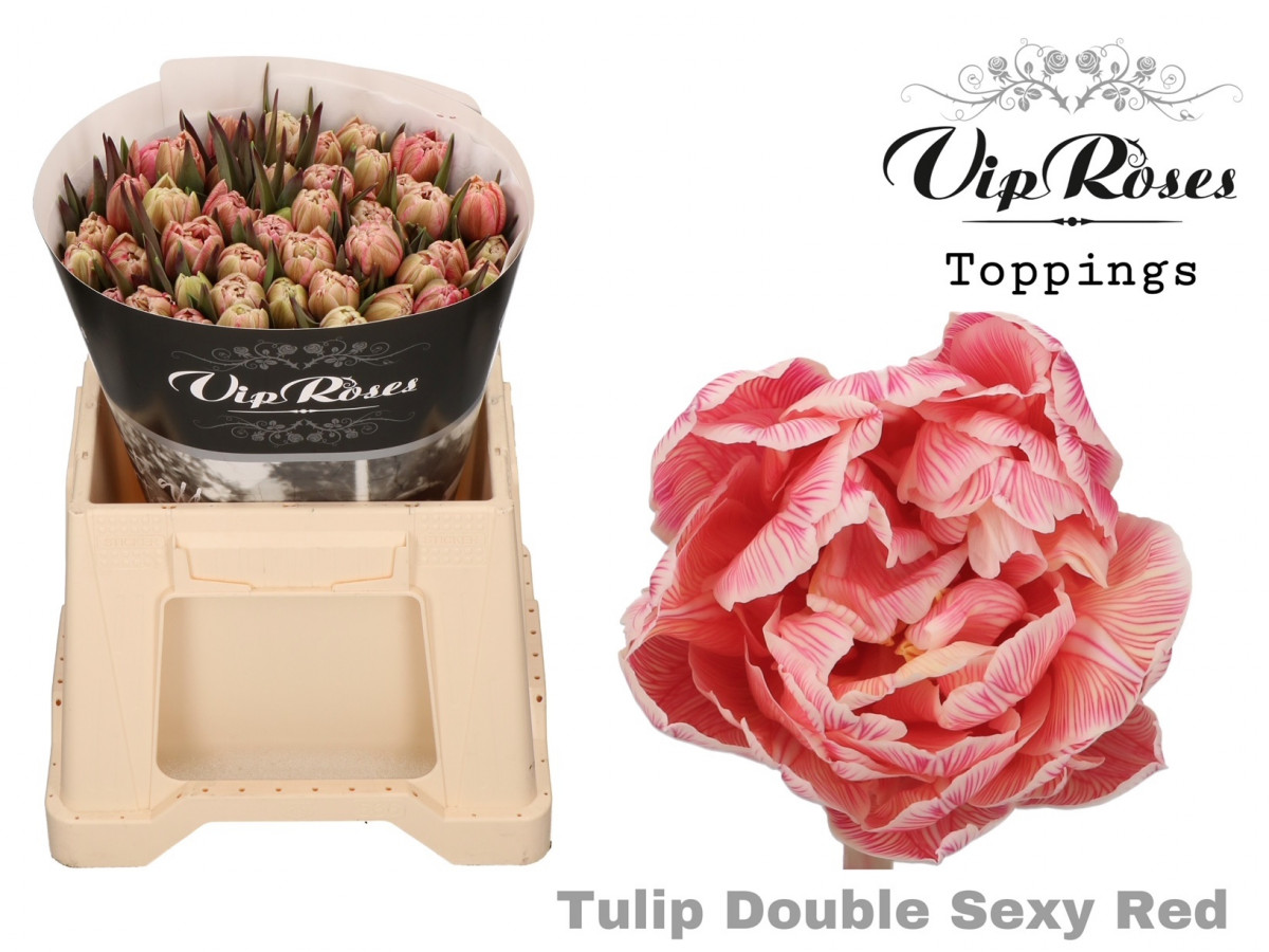 Tulp Du P.V.I.P. Sexy Red