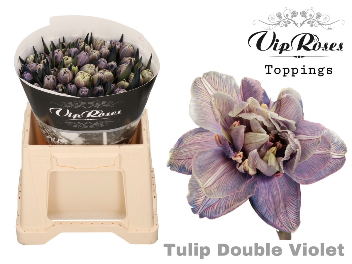 Tulp Du P.V.I.P. Violet