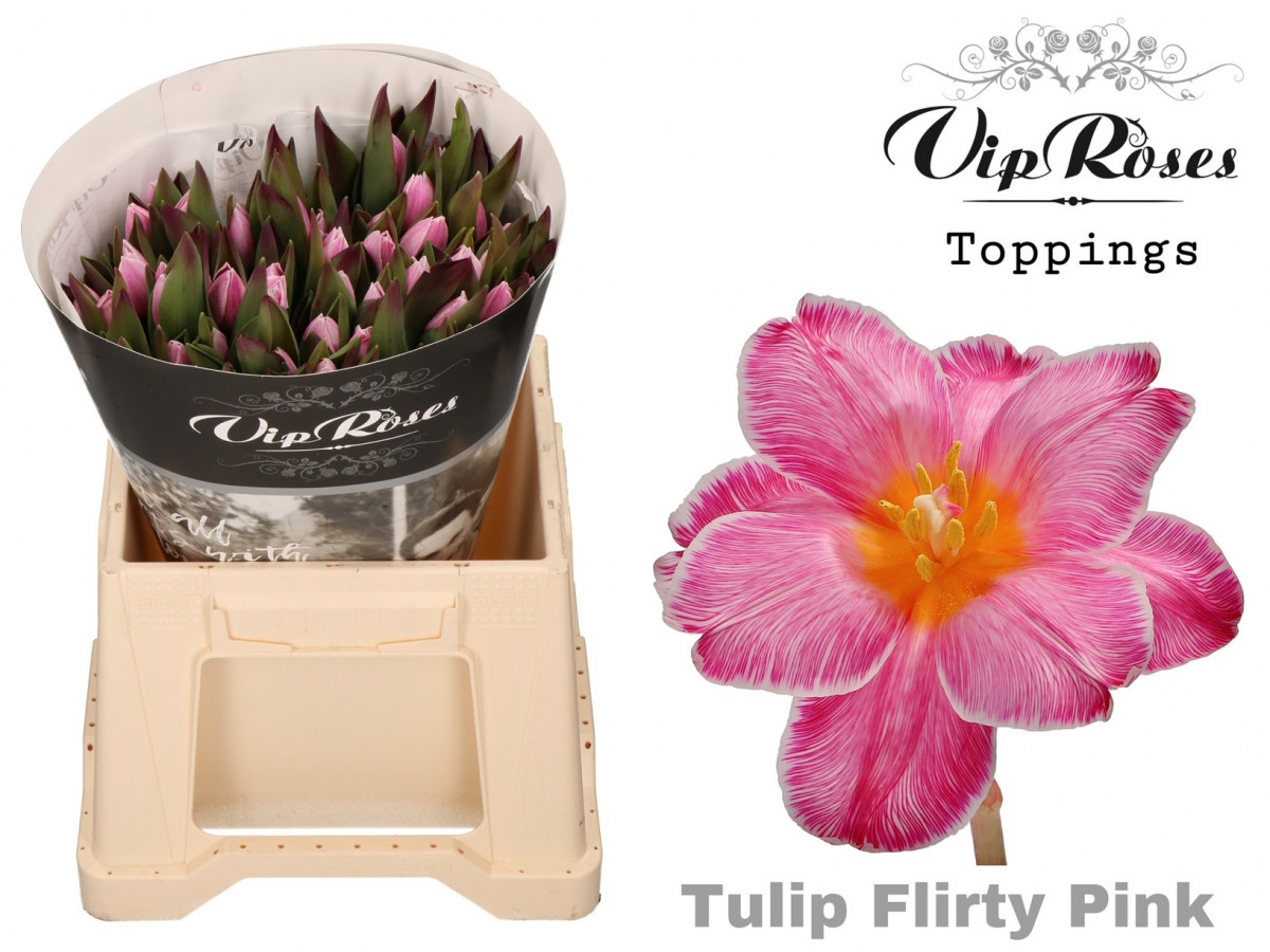Tulpa en P.V.I.P. Flirty Pink