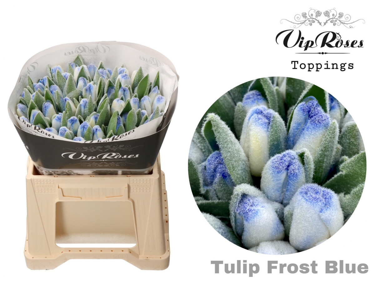 Tulpa en P.V.I.P. Frost Blue