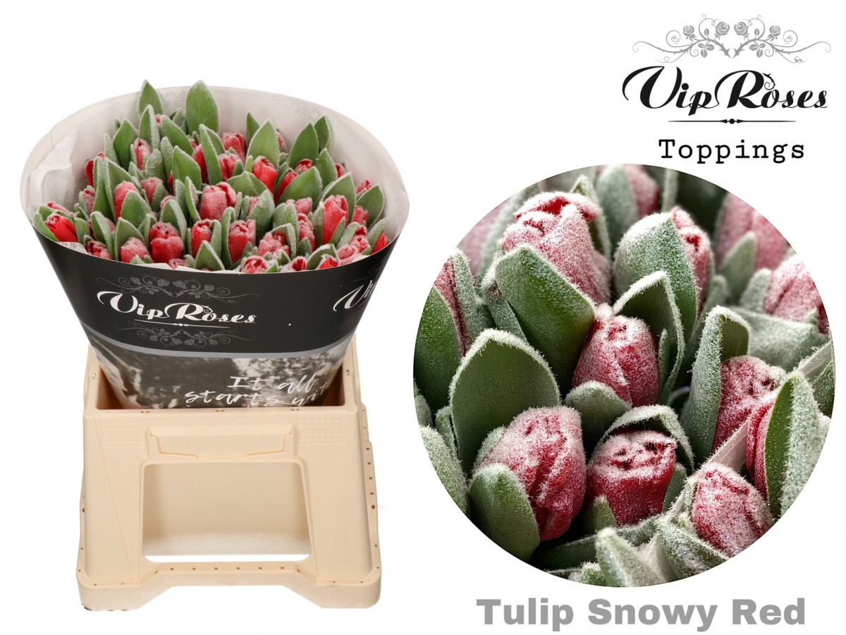 Tulpa en P.V.I.P. Frost Red