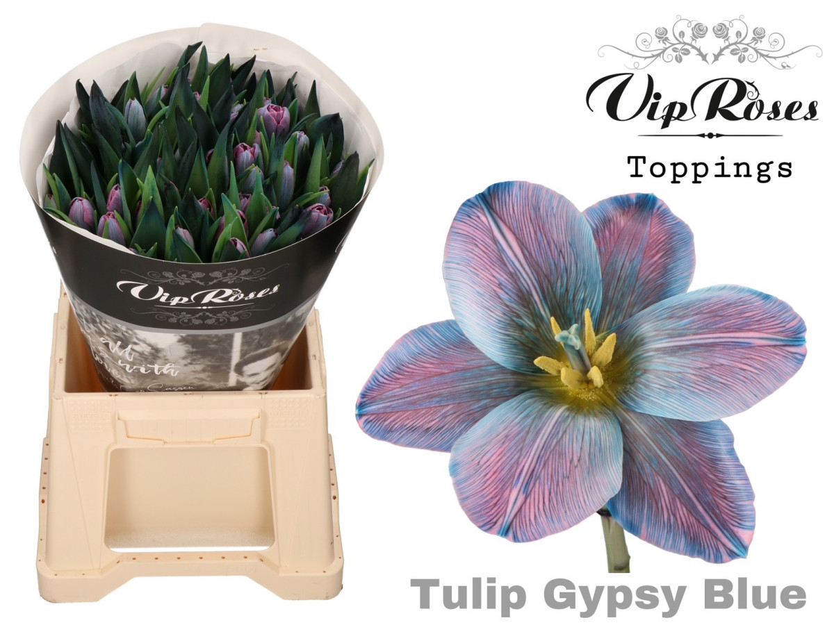Tulpa en P.V.I.P. Gypsy Blue