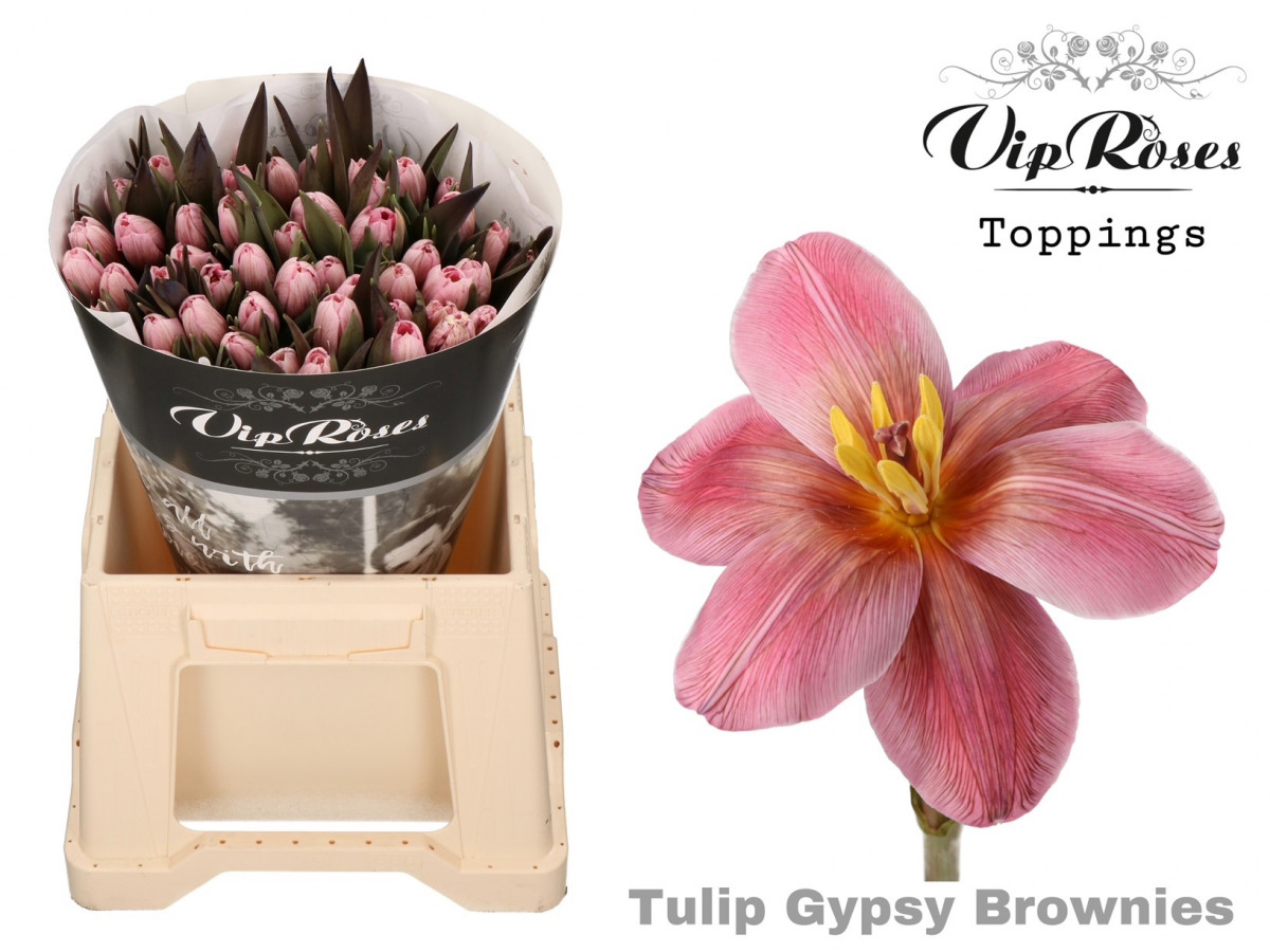 Tulpa en P.V.I.P. Gypsy Brown