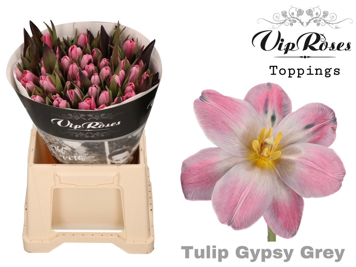 Tulpa en P.V.I.P. Gypsy Grey