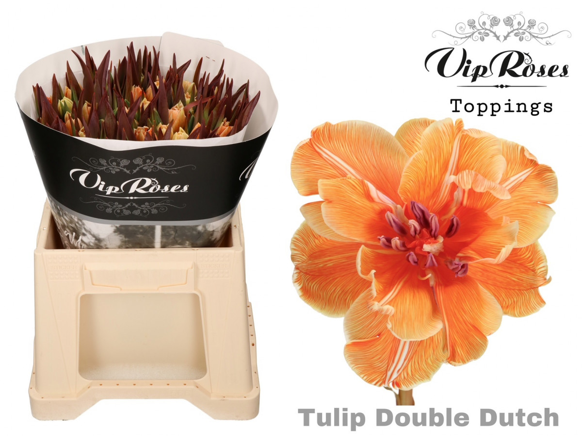 Tulp Du P.V.I.P. Dutch