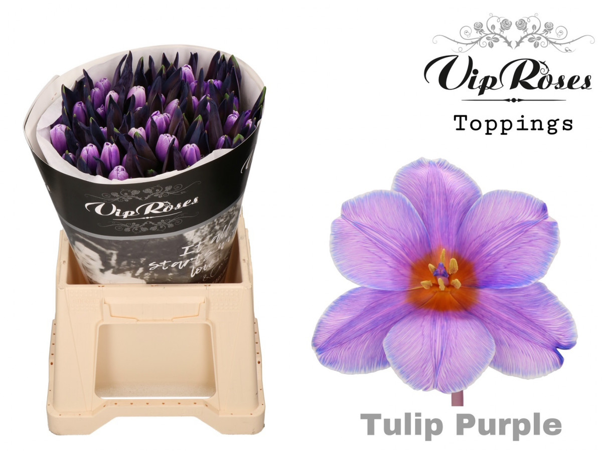 Tulpa en P.V.I.P. Purple